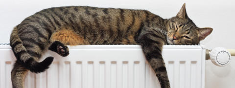 Cat on warm radiator